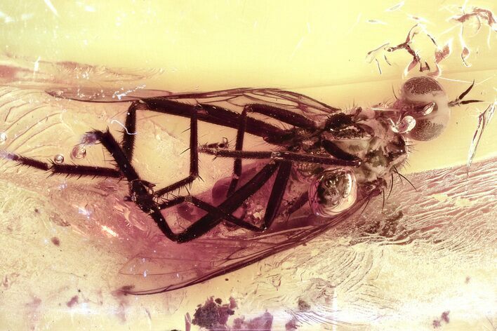 Detailed Fossil Dagger Fly (Empididae) In Baltic Amber #346667